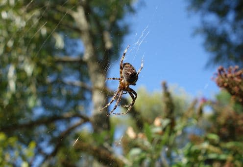 <span class="caption">Can spider webs predict the onset of winter? Probably not.</span> <span class="attribution"><span class="source">Charlie Goodall/Shutterstock</span></span>