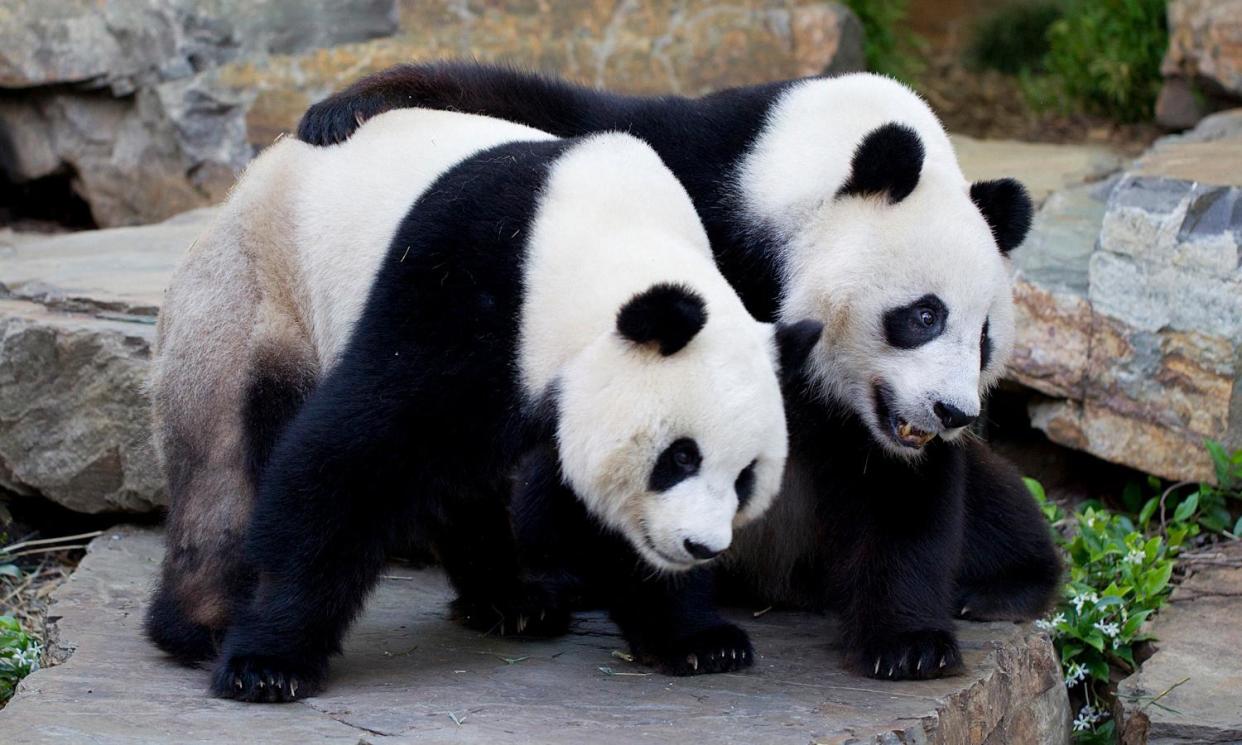 <span>Wang Wang and Fu Ni at Adelaide Zoo in 2011. The Chinese premier Li Qiang is expected to make an announcement about their future when he visits South Australia on the weekend.</span><span>Photograph: David Mattner/Adelaide Zoo</span>