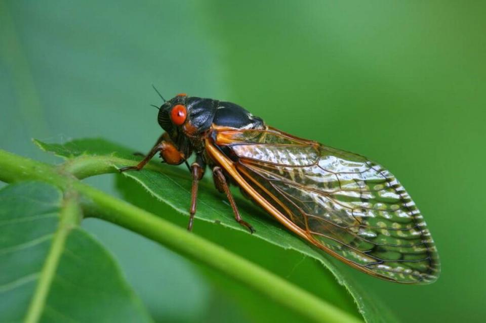 Cicada on plant leaf