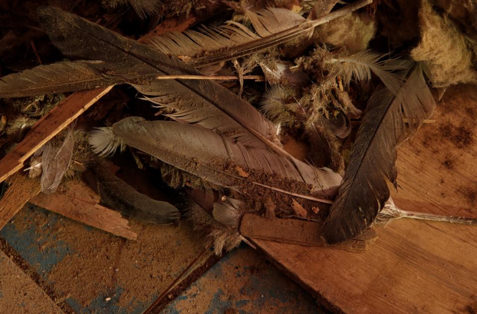 <p>Pigeon feathers lie on broken pieces of a wall map in the Briefing Room at the Combined Operations Centre, dating back to World War II, in the War Headquarters tunnels beneath Valletta, Malta, March 24, 2017. (Photo: Darrin Zammit Lupi/Reuters) </p>