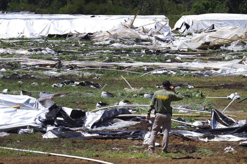 FILE - Josephine County Sheriff Dave Daniel stands amid the debris of plastic hoop houses destroyed by law enforcement, used to grow cannabis illegally, near Selma, Ore., on June 16, 2021. Oregon has long been known as a mecca for high-quality marijuana, but that reputation has come with a downside: illegal growers who offer huge amounts of cash to lease or buy land and then leave behind pollution, garbage and a drained water table. (Shaun Hall/Grants Pass Daily Courier via AP, File)