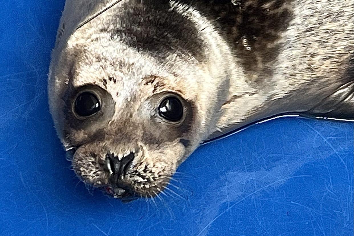 Scarlet, a young harbor seal, was rescued in Essex, Mass., last November, rehabilitated at Mystic Aquarium and returned to the ocean last Friday wearing satellite and acoustic tags so she can be tracked by researchers.