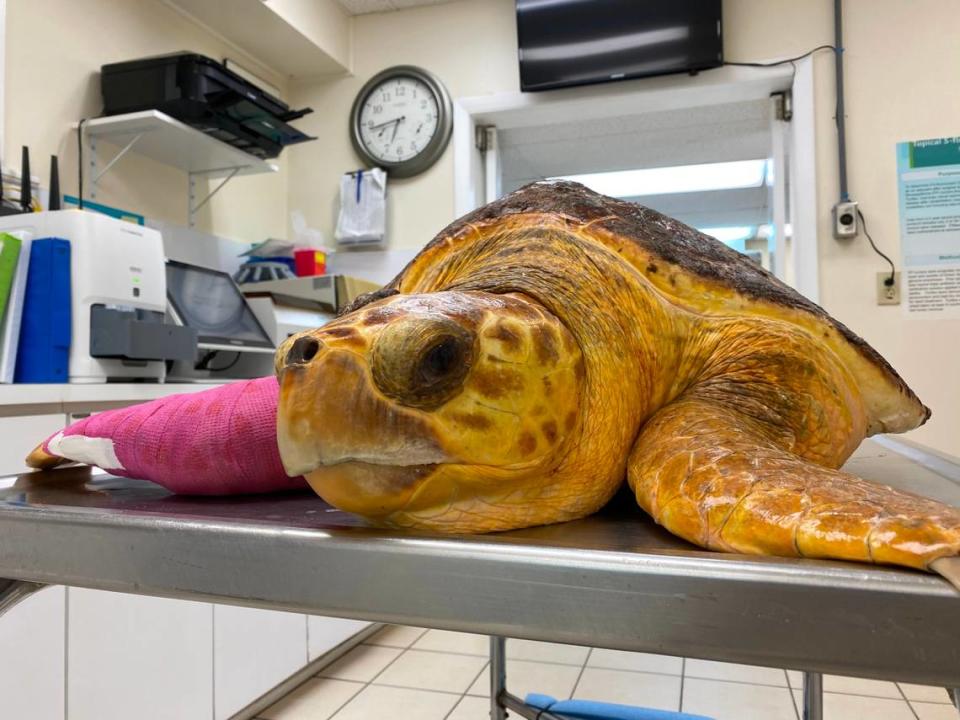 Chomper, a sub-adult loggerhead sea turtle, recovers from surgery to remove a 14.2-pound tumor from its right front flipper Saturday, Sept. 19, 2020.