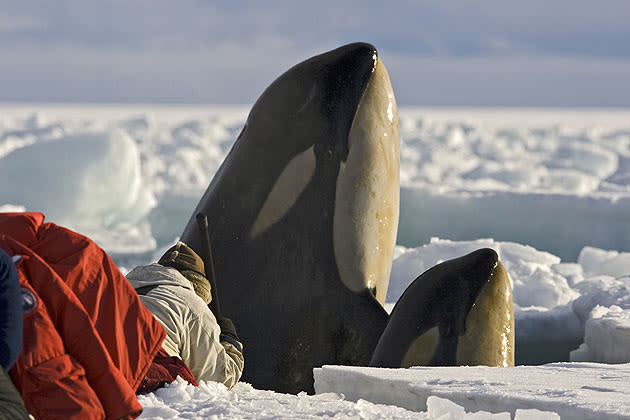 <b>Frozen Planet, BBC One, Wed, 9pm</b><br><b> Episode 1</b><br><br>Lying belly-down on Antarctic sea-ice at the edge of a small hole, a cameraman gets a shock when a killer whale mother and calf explode out of the water in front of his face. The only way to get underwater images was to hand-hold a camera on a pole in the icy water, wait and hope. As the orcas came up to breathe they would eye-ball us with curiosity and spray oily breath all over our faces. To be on your stomach precariously perched on the edge of the ice with a killer whale staring down at you was simultaneously terrifying and awe-inspiring. Ross Sea, Antarctica.