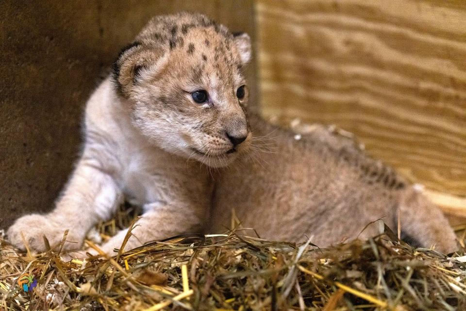 african lion cub