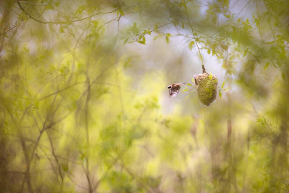 "Busy Builder" by Grzegorz Długosz. A bird flies out of a nest.