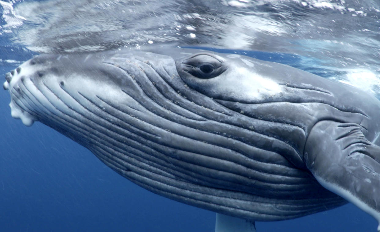 Humpback whales off the coast of Tonga. (Photo: Grant Thomas/Caters News) 