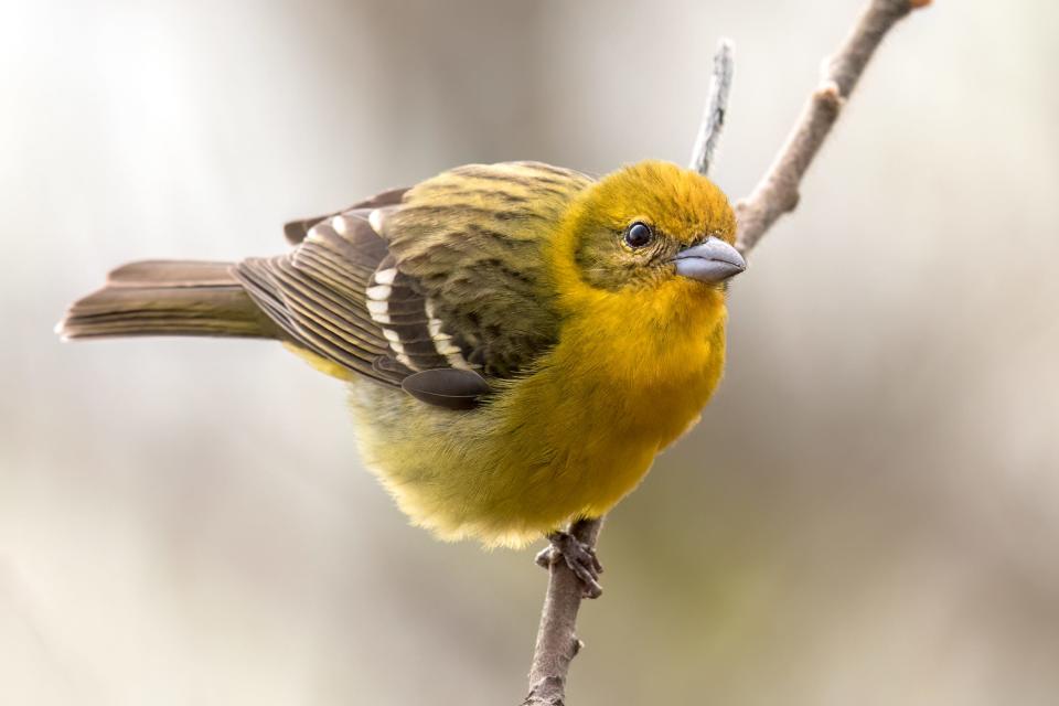 A female flame-colored tanager perches on a branch while feeding April 30 in Sheridan Park in Cudahy. The sighting of the species, which is typically found in Mexico and Central America and has been recorded in just two other states, is the first in Wisconsin.