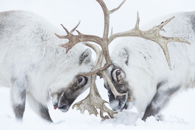 Image entered into the Wildlife Photographer of the Year contest