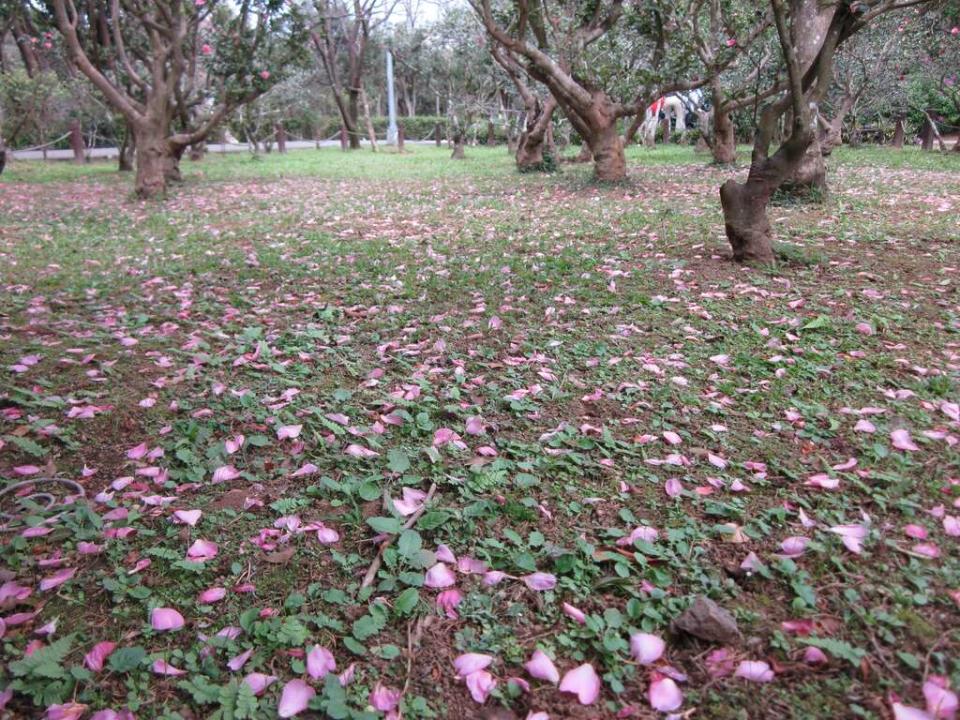 茶梅花毯。   圖：台北市政府工務局／提供