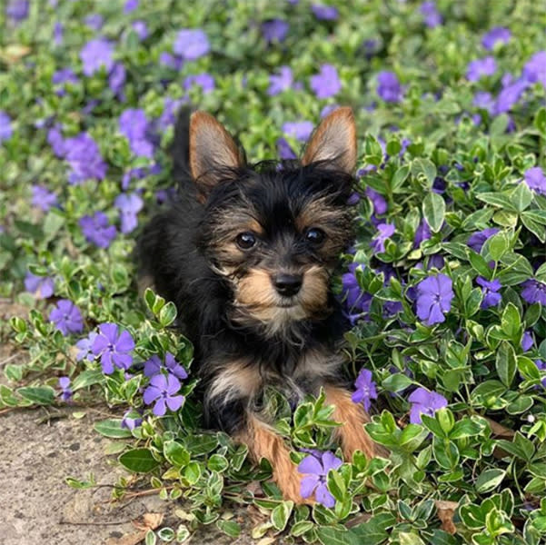 andrea-mclean-new-dog