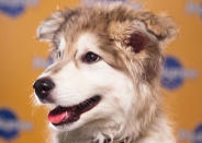 Aurora, a 10-week-old Siberian husky/retriever mix, loves to "play, play, play." (Photo by Keith Barraclough/DCL)