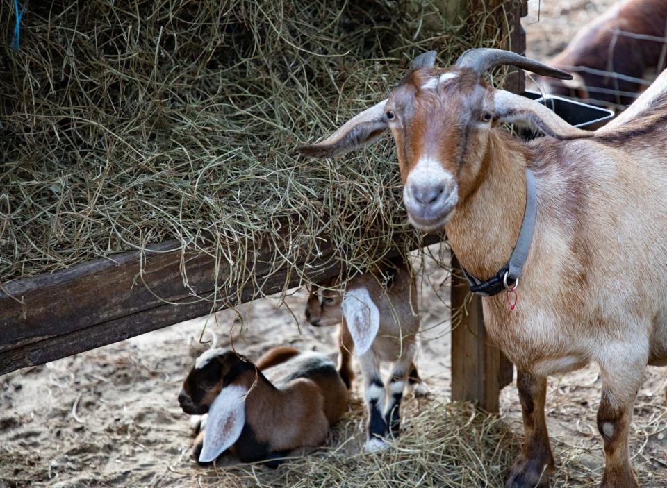 Goats at the Moonpie Farm & Creamery in Cottondale.