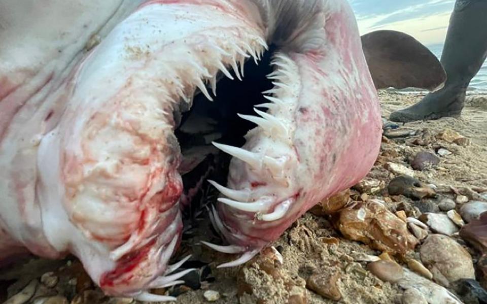 The shark's head was cut off by the time experts got to the scene - Dan Snow/Solent News & Photo Agency