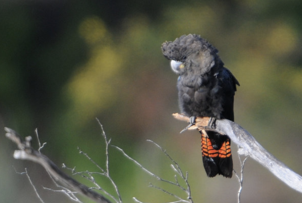 A female glossy black-cockatoo. This species' habitat was destroyed in fires on Kangaroo Island | Ray Tipper—Natural Resources Kangaroo Island