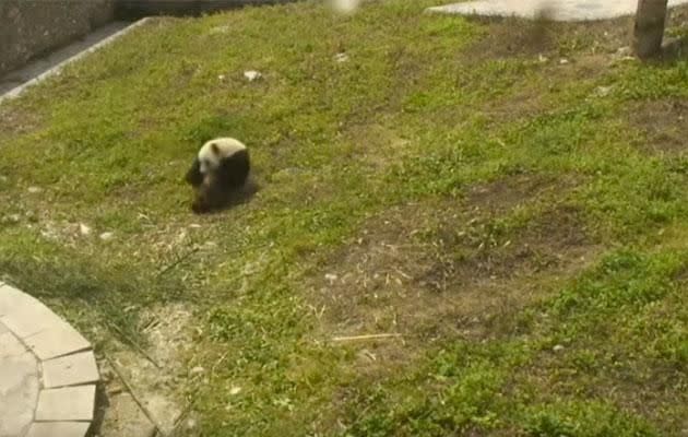 Roly poly panda. Photo: YouTube/Explore Bears