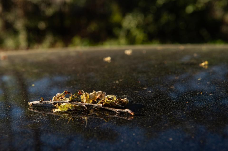Pollen dusts the hood of a car in Jackson, Miss., on Tuesday, Mar. 19, 2024.