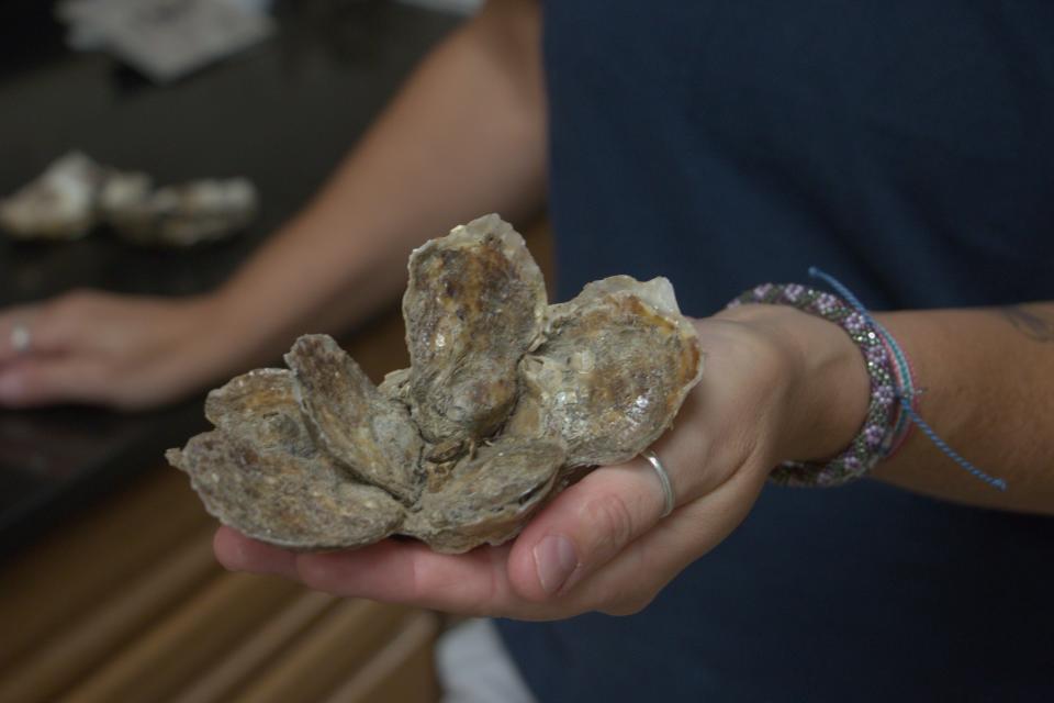 Stephanie Tobash Alexander, director of Horn Point Oyster Hatchery in Cambridge, Maryland, holds an example group of young oysters Friday, Aug. 2, 2019.