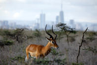 <p>Este antílope come mientras que en el horizonte se ve Nairobi.<br><br>Foto: REUTERS/Amir Cohen </p>