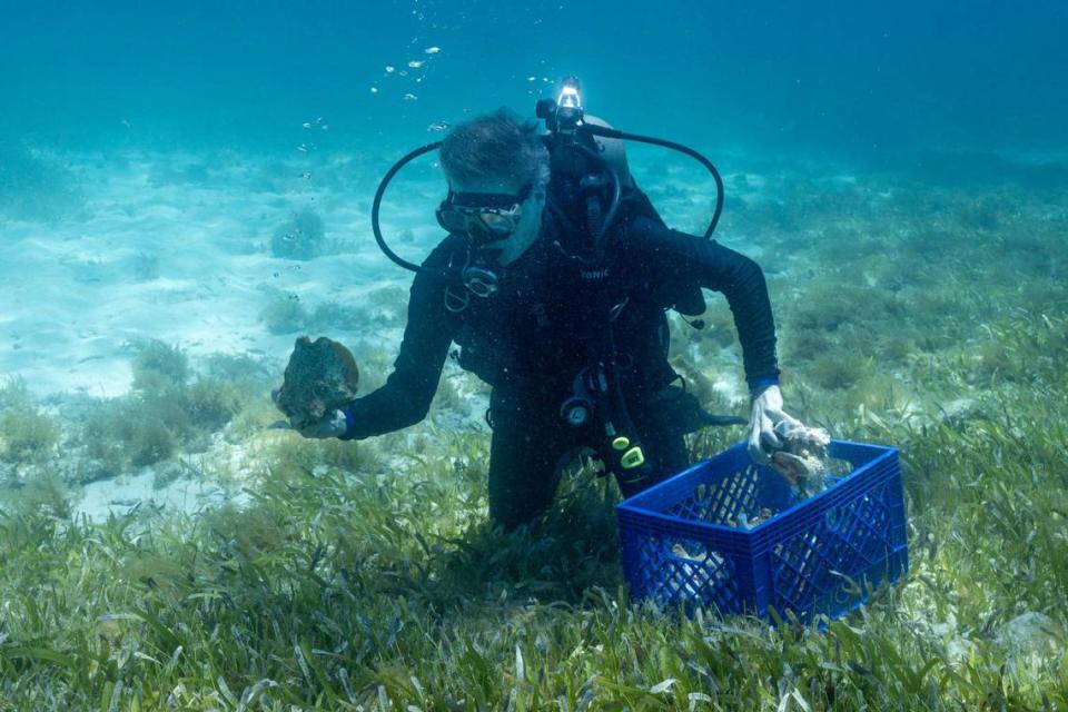 Florida Fish and Wildlife Conservation Commission associate research scientist Gabriel Delgado scuba dives as he rehomes Queen Conchs to deeper waters where the snails have a higher chance of successfully mating, during a dive with FWC on Monday, June 10, 2024, in Miami, Fla.