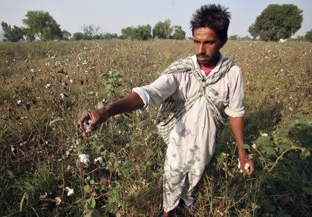 Farmer Darshan Singh plucks cotton from his damaged Bt cotton field on the outskirts of Bhatinda in Punjab, India, in this October 28, 2015 file photo. REUTERS/Munish Sharma/Files