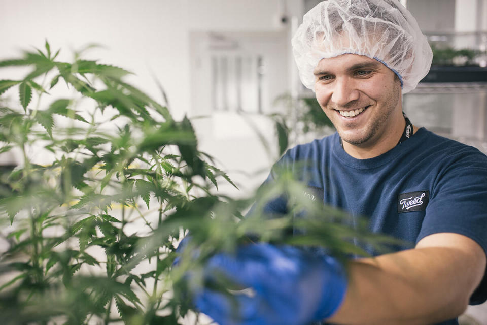 Person wearing Tweed-branded shirt and clear hairnet working with a cannabis plant.