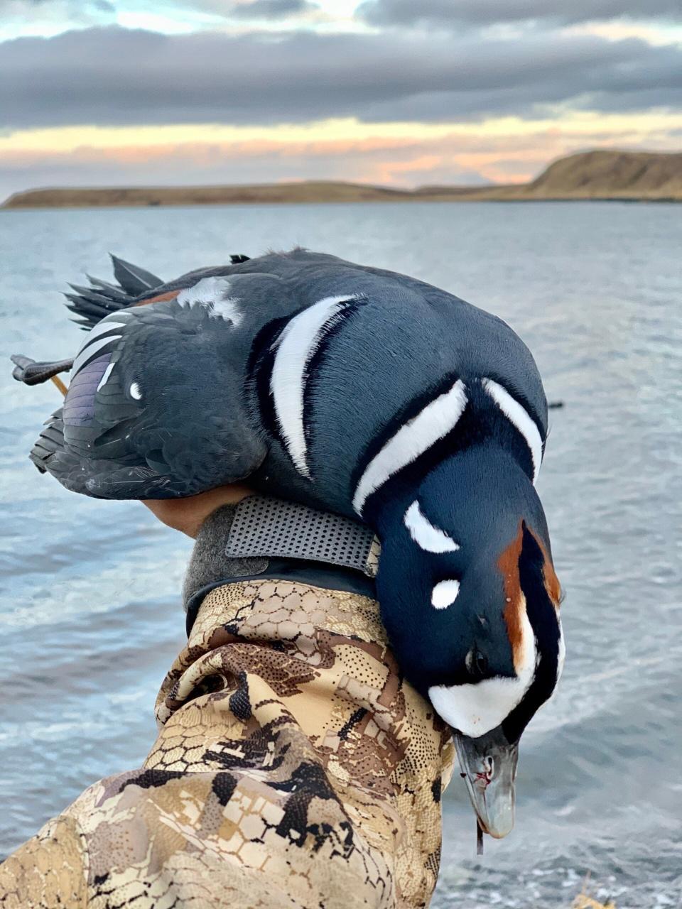 a drake harlequin in a hunters hand