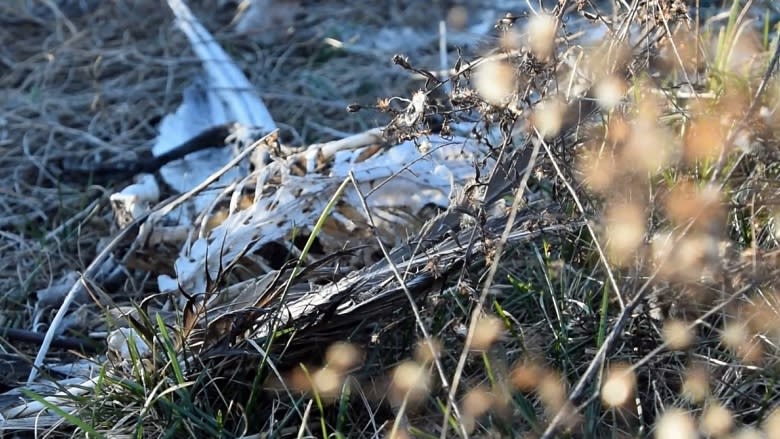 Mass duck death caused by 'junk food' and 'human impact'