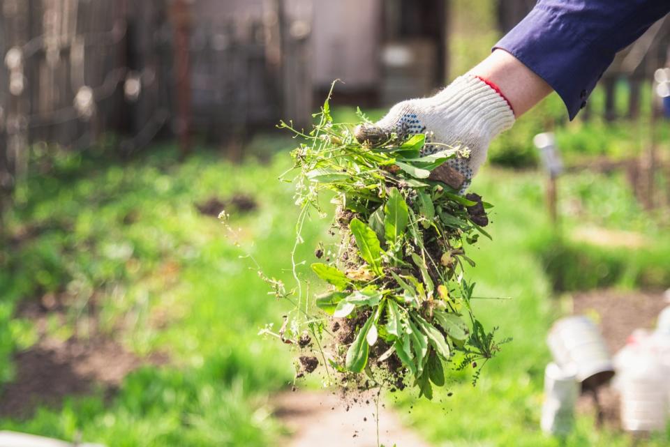 Obwohl ganze Unkrautpflanzen verrotten würden, sollte man davon absehen, sie auf den Kompost zu geben. Denn Unkraut könnte dem Endprodukt Humus schaden und somit auch dem Garten, in dem er verteilt wird. Oft überleben Wurzelunkräuter im Verrottungsprozess und würden im neuen Humus wieder im Garten sprießen. Besser: Unkräuter vorsichtshalber in der Biotonne entsorgen. (Bild: iStock/JohnAlexandr)