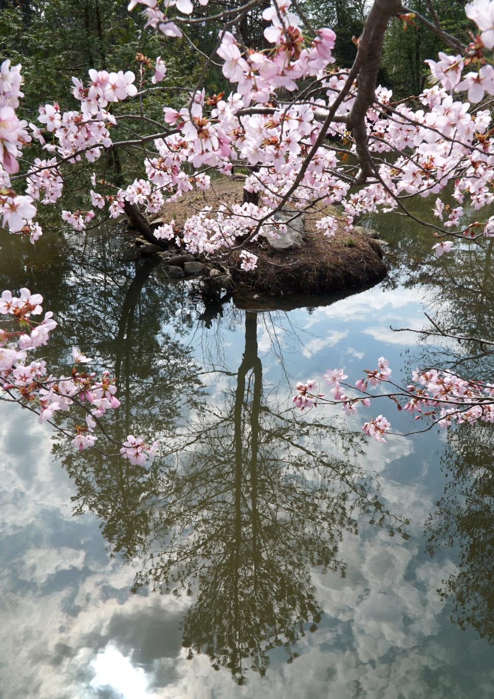 A pine tree's reflection competes with blooming Japanese cherry trees at Cranbrook's Japanese Garden in Bloomfield Hills.