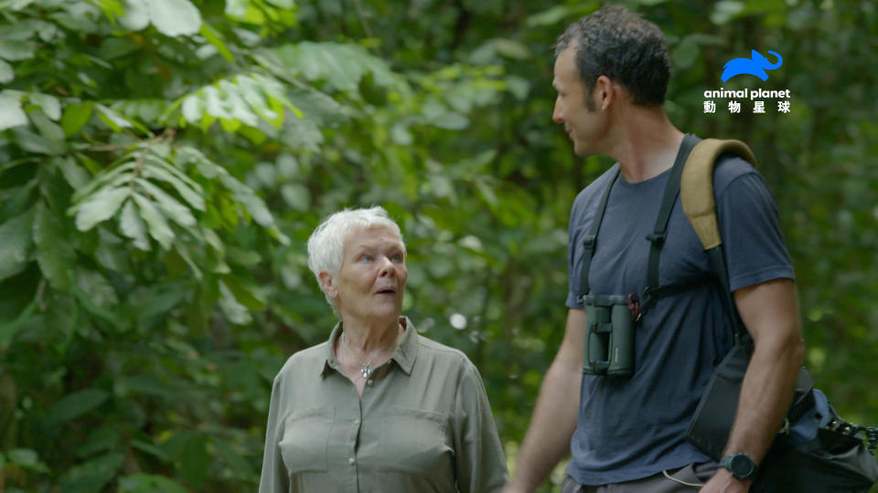 朱蒂丹契跟著動物學家深入熱帶雨林，找尋紅毛猩猩的蹤跡。（圖／動物星球頻道）