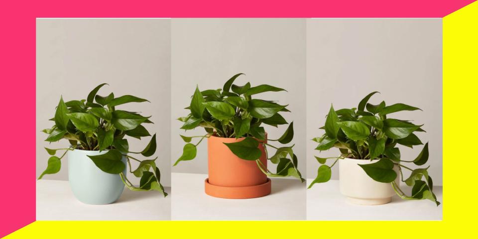 Friday, Nov. 22 only, <a href="https://fave.co/2pLKGy0" target="_blank" rel="noopener noreferrer">you can get a medium-sized Pothos plant from The Sill</a> for half-off.&nbsp; (Photo: HuffPost)