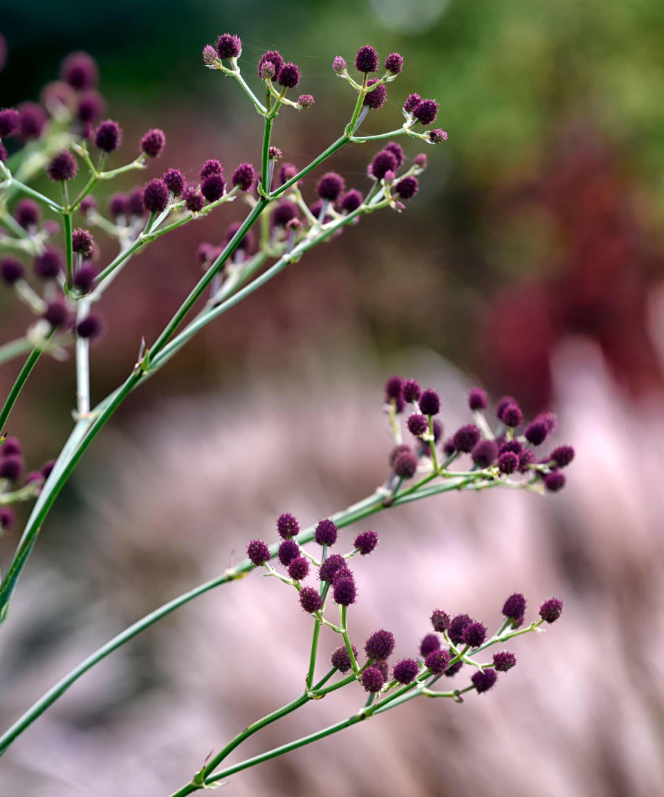 sea holly Physic Purple in bloom in garden