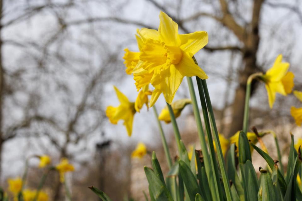 Gloucestershire ‘Golden Triangle’ is known for its daffodil displays (Getty Images)