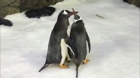 Penguins, Sphen and Magic, interact with one another at Sea Life Sydney Aquarium in Sydney, Australia in this still image taken from social media video published on October 11, 2018. Sea Life Sydney Aquarium via REUTERS
