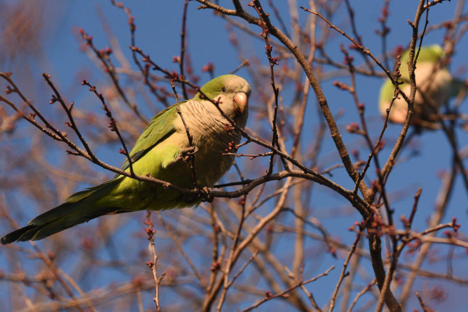 A couple of parrots sitting in tree branches