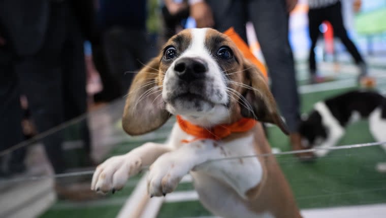 Puppy Bowl Sees Highest Ratings Ever for 2023