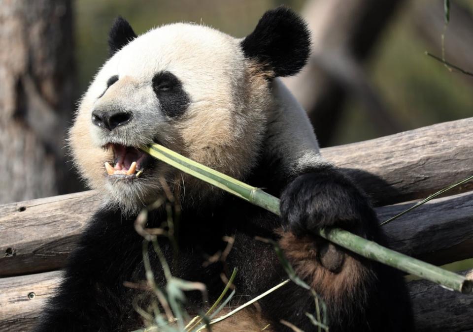 Male giant panda Jiao Qing tucking into the bamboo at Berlin Zoo (EPA)