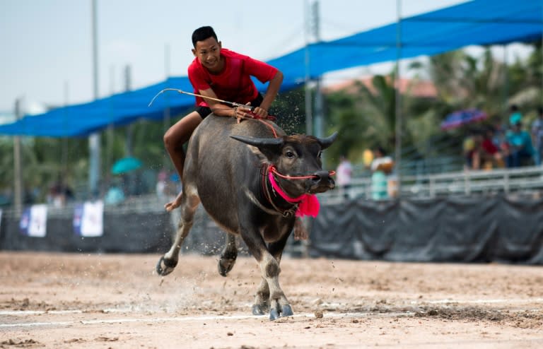 The races started as a way for farmers to blow off steam during the arduous rice-planting season