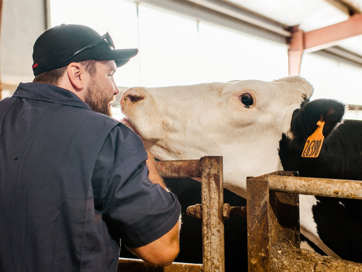 The proposed Daisy Brand plant in Boone will need the milk production from 43,000 dairy cows daily.