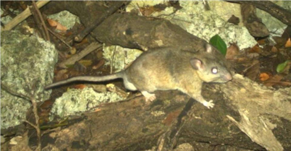 The eastern woodrat is native to NC. It’s an important seed disperser and ecosystem engineer that compiles sticks to create nests that help cycle nutrients and create habitat for other species in forested ecosystems, said rodent expert Michael Cove. Courtesy of Michael Cove.