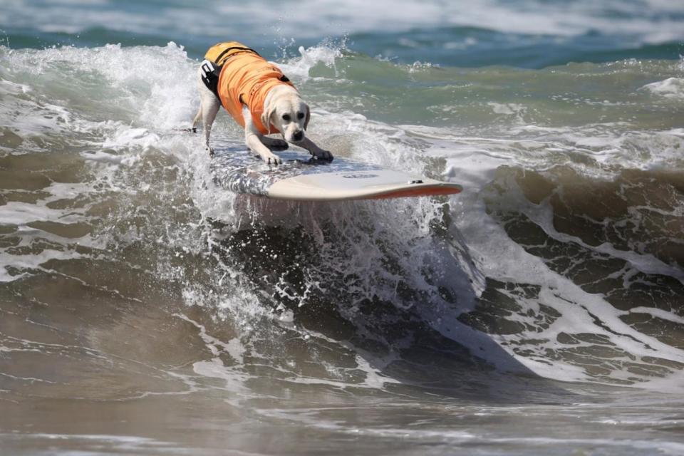 <p>A dog rides a wave during the Surf City Surf Dog competition in Huntington Beach, California, U.S., September 25, 2016. REUTERS/Lucy Nicholson</p>