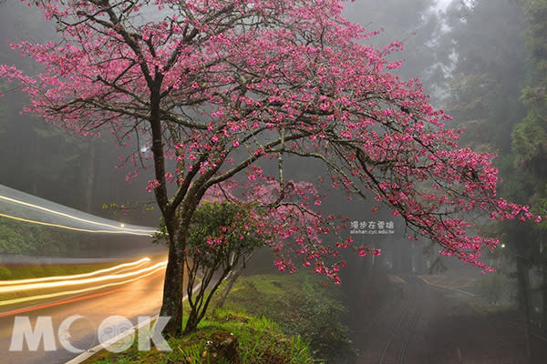 阿里山森林鐵路沼平線 (圖片提供／漫步在雲端的阿里山)