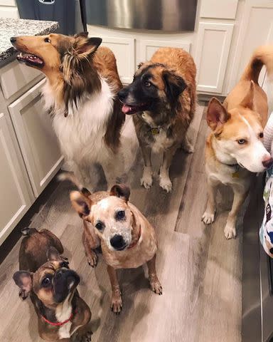 <p>Kelley Likes</p> Louis the French bulldog (bottom left) at home with his canine siblings