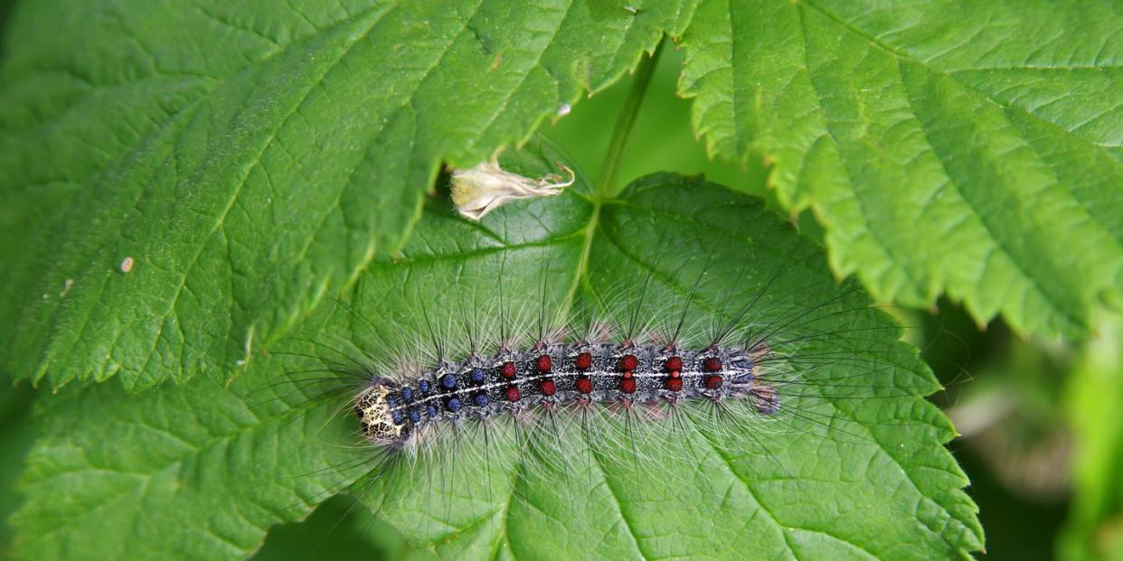 spongy moth lymantria dispar on a raspberry leaf closeup