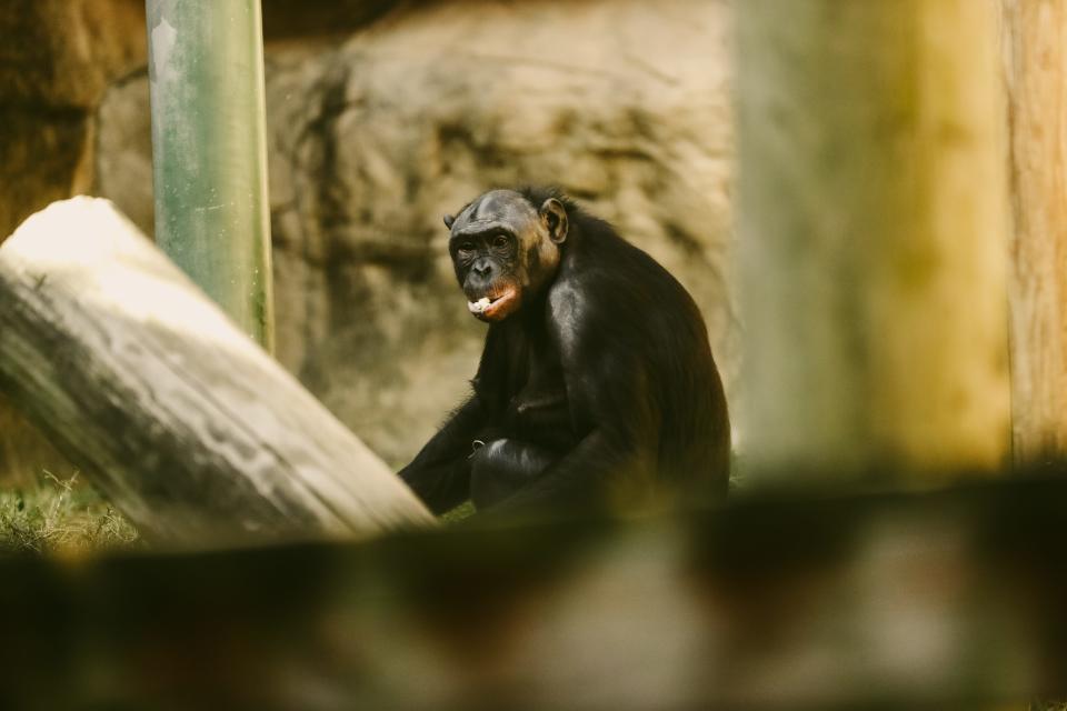 A bonobo eats a snack in their exhibit at the Memphis Zoo on Tuesday, Oct. 10, 2023 at the Memphis Zoo in Memphis, Tenn.