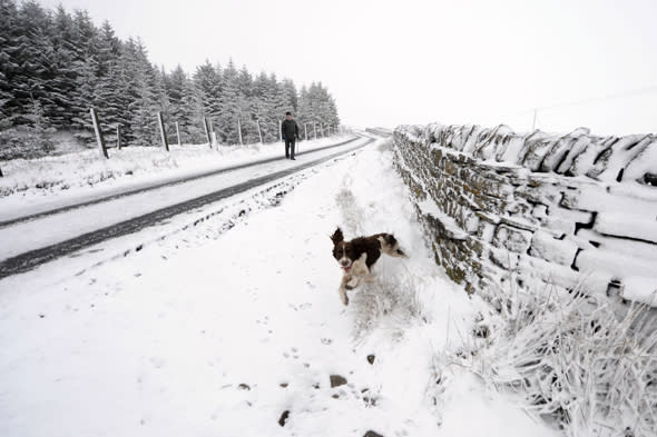 A spaniel plays in snow in Nenthead on the Cumbria and Northumberland border.