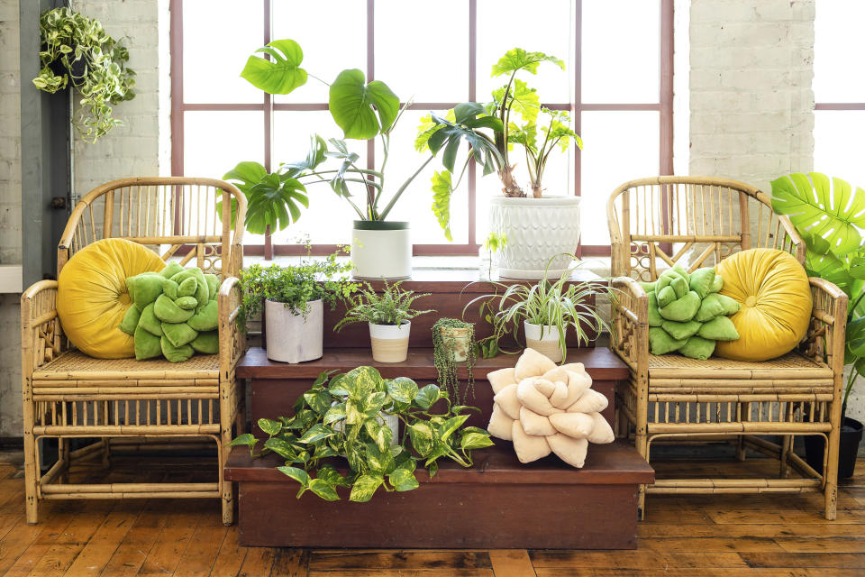 This photo provided by Green Philosophy Co. shows their soft plush pillows in the shape of a tropical leaf or succulent. They've partnered with nonprofit Trees for the Future, so pillow and throw sales support planting initiatives worldwide. (Sarah Eichstedt/Green Philosophy Co. via AP)