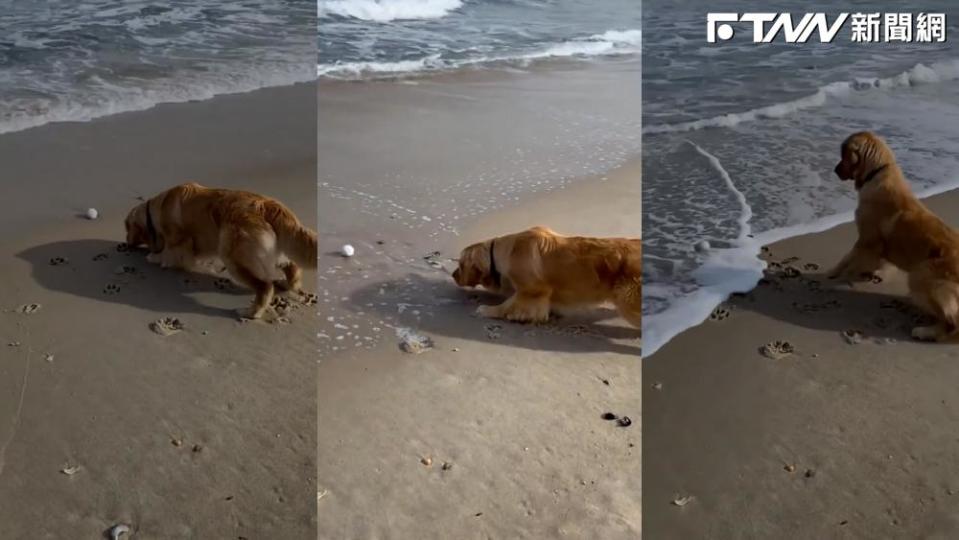 金毛撿球卻被海浪嚇得後腿顫抖。（圖／抖音：金毛的朋友們）