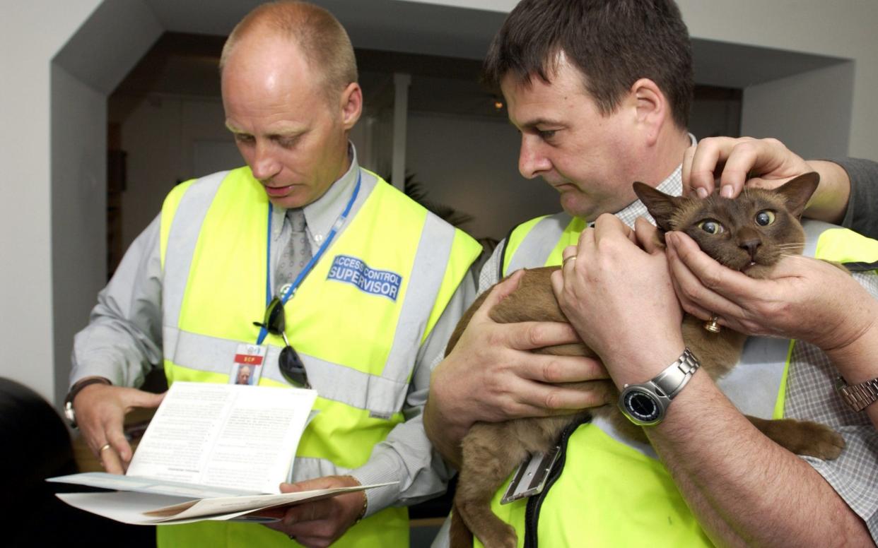 Cats will need a passport to travel to Northern Ireland  - Eleanor Bentall